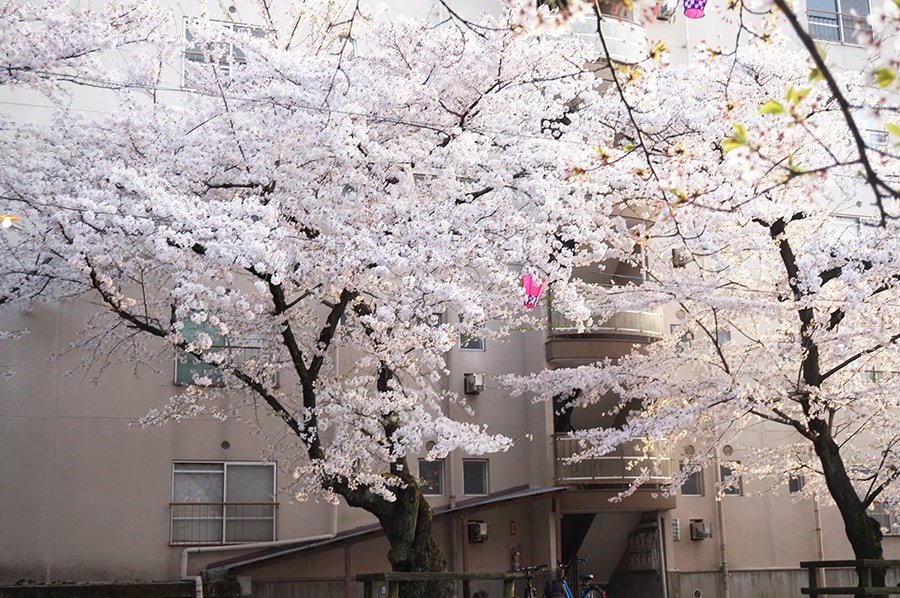 春日井市のお花見、王子桜まつり
